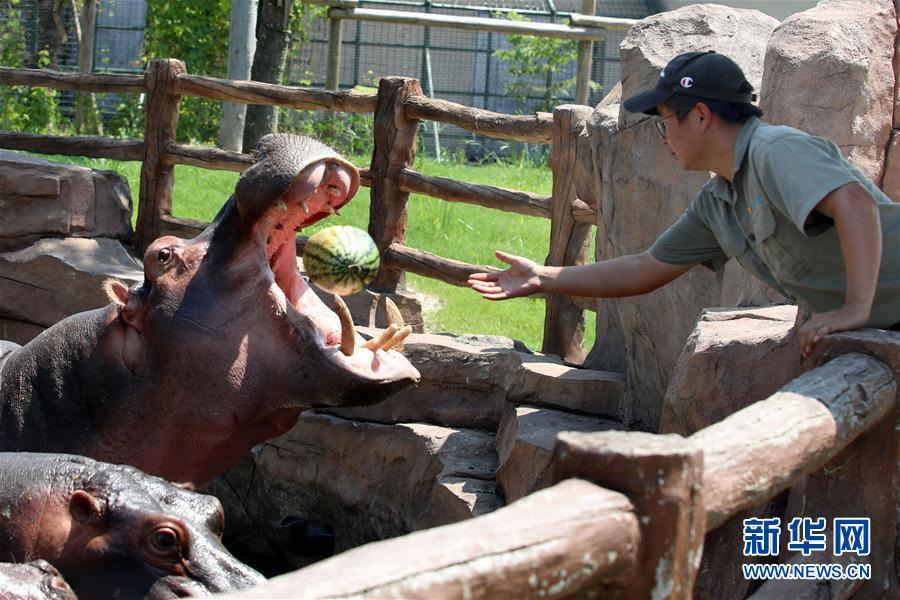 8月17日，南通森林野生动物园的工作人员喂河马吃西瓜。  新华社发（许丛军 摄）