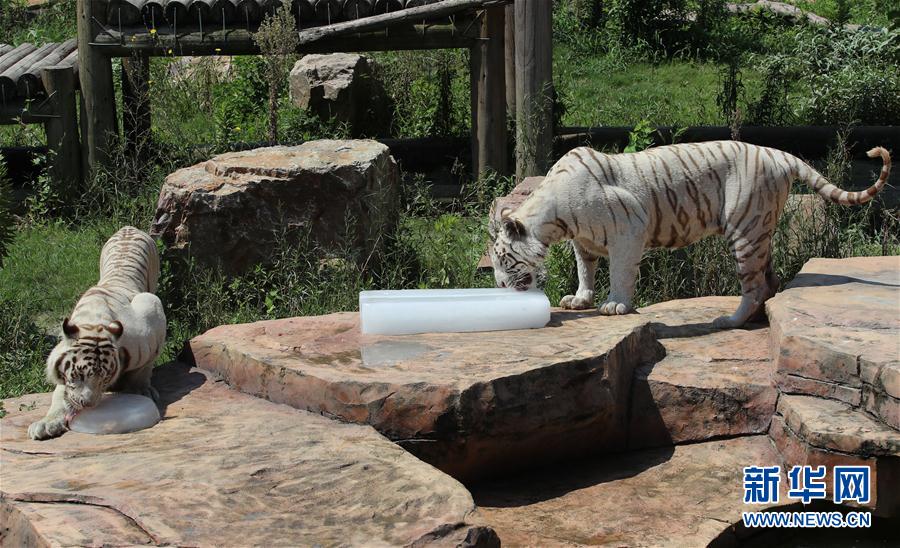 8月17日，南通森林野生动物园的白虎舔食冰块。 新华社发（许丛军 摄）