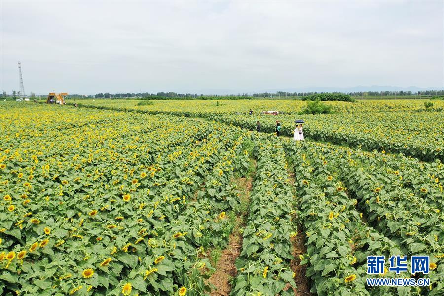 8月18日，游客在河南省平顶山市宝丰县龙王沟乡村振兴示范区油葵基地观赏游玩（无人机照片）。 近日，河南省宝丰县龙王沟乡村振兴示范区种植的近2000亩油葵进入盛花期，金黄色的花海吸引游客前来观赏游玩。近年来，宝丰县积极探索“农业+旅游”的生态观光模式，推进乡村旅游发展，助力农民增收致富。 新华社发（何五昌 摄）