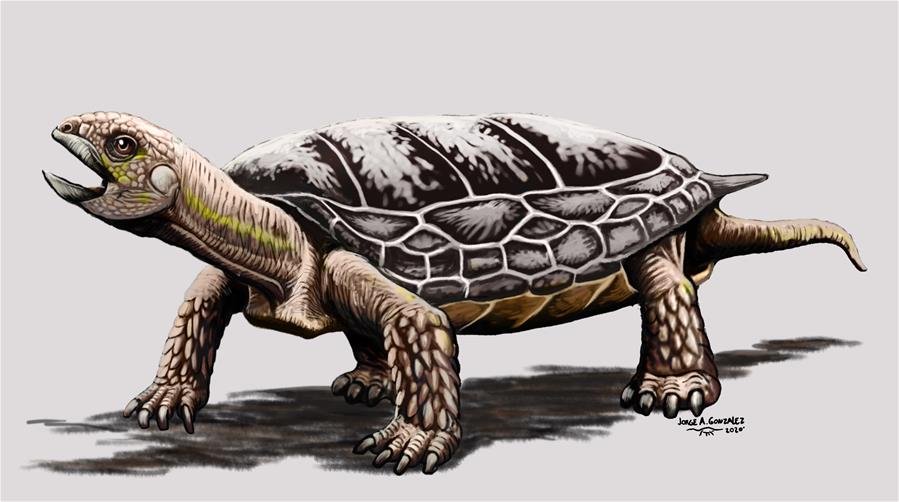 （国际·图文互动）（4）阿根廷古生物学家复原2亿多年前乌龟化石
