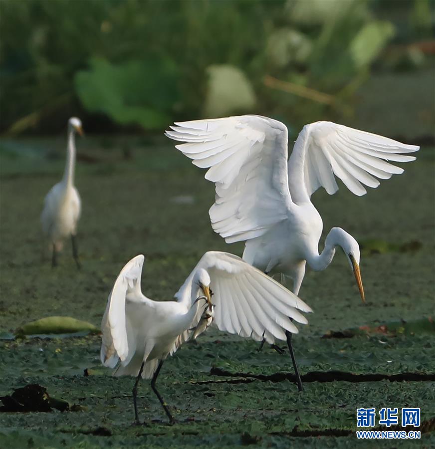 8月24日，在江苏省盱眙县马坝镇，白鹭在一处湿地上飞舞、觅食。 新华社发（颜怀峰 摄）