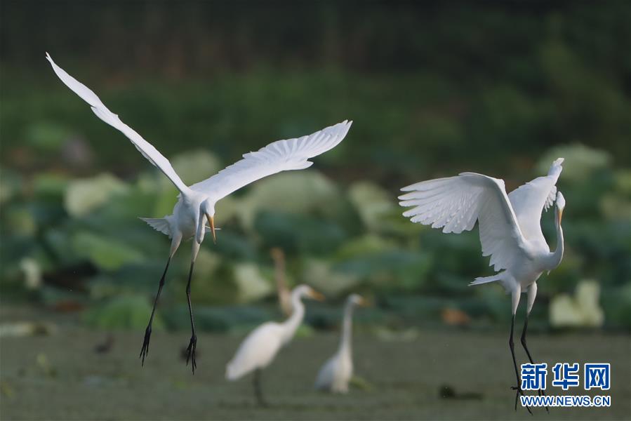 8月24日，在江苏省盱眙县马坝镇，白鹭在一处湿地上飞舞、觅食。 新华社发（颜怀峰 摄）