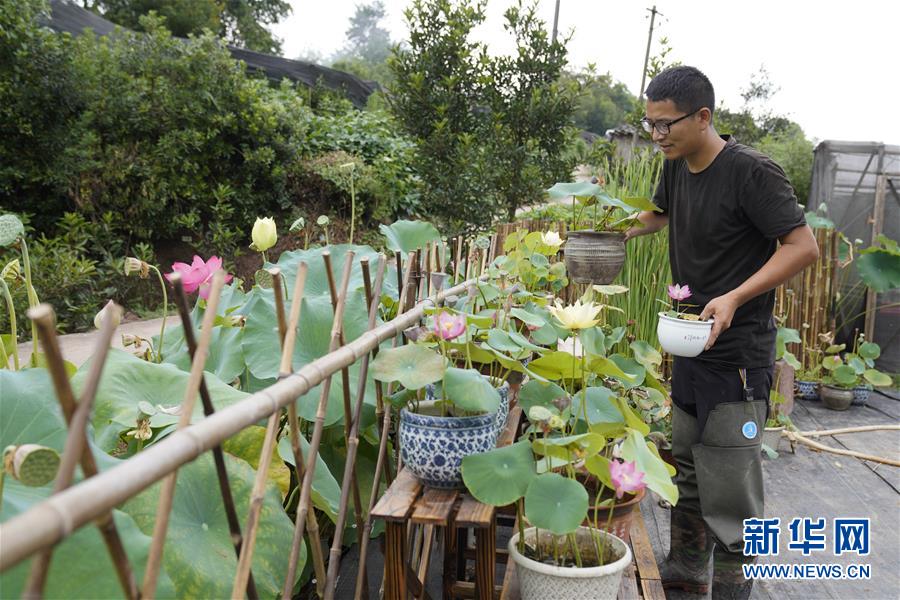 8月24日，在重庆市北碚区静观镇双塘村，尹学颖在布置盆栽观赏性荷花展台。 新华社发（秦廷富 摄）