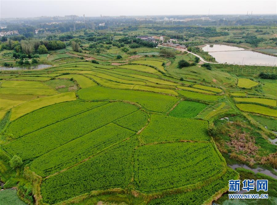 (美丽中国)(1)乡村稻田“调色板”