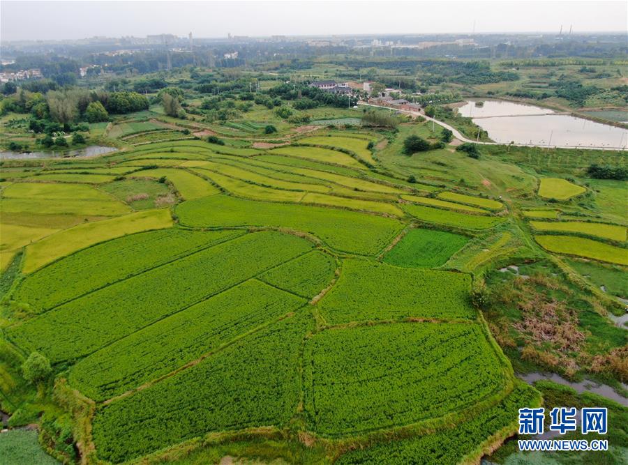 （美丽中国）（1）乡村稻田“调色板”