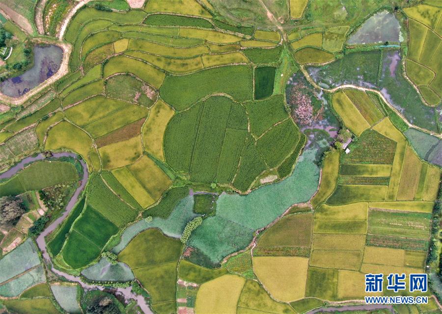 (美丽中国)(2)乡村稻田“调色板”