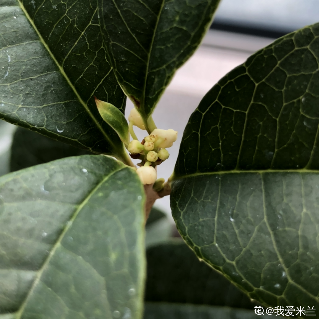20种花秋天浇水避坑指南,现在就注意,来年长更好