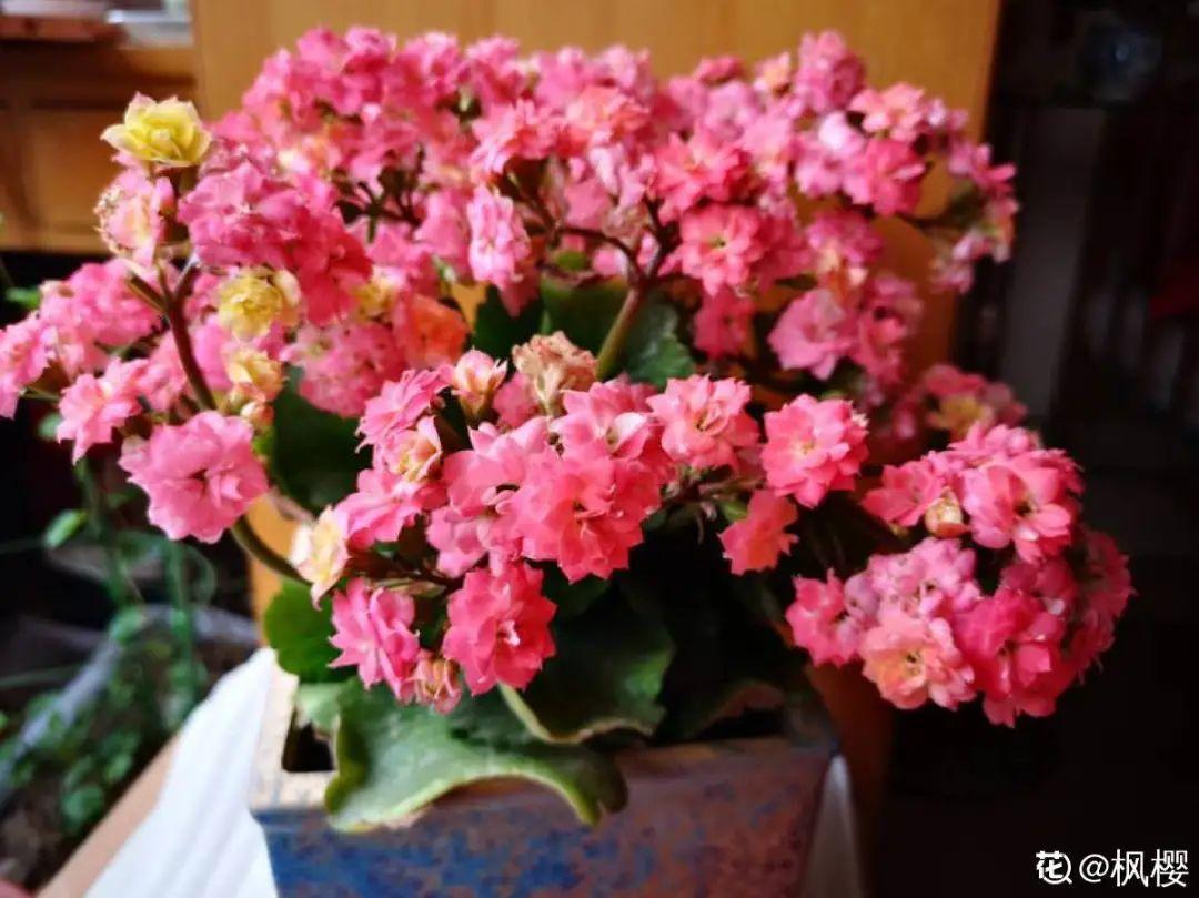 20种花秋天浇水避坑指南,现在就注意,来年长更好