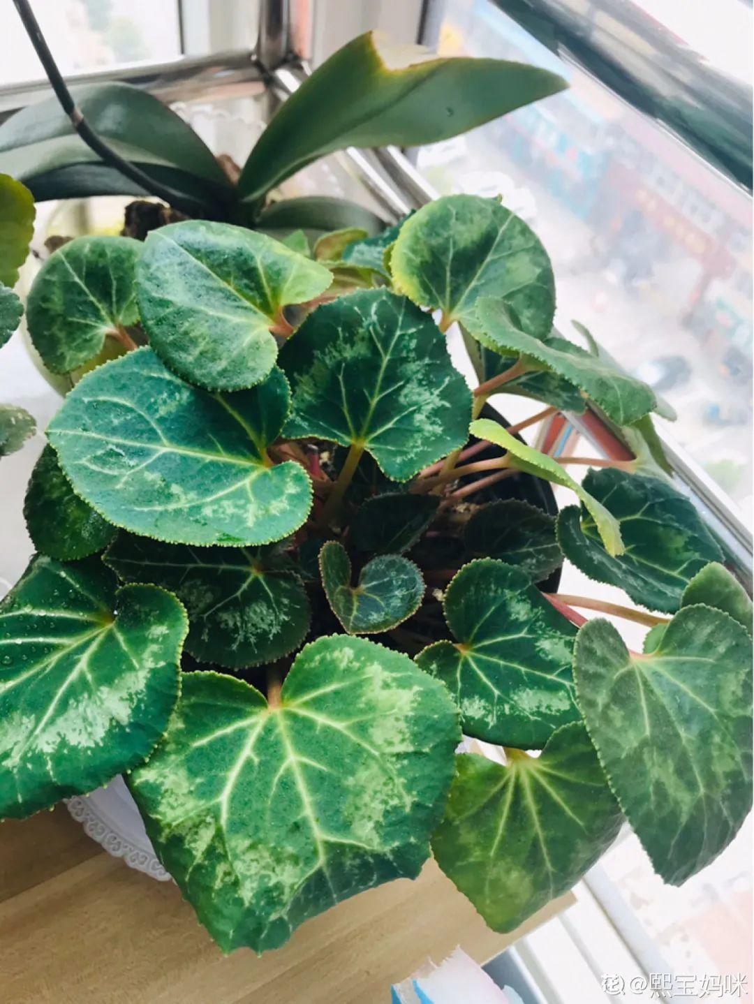 20种花秋天浇水避坑指南,现在就注意,来年长更好