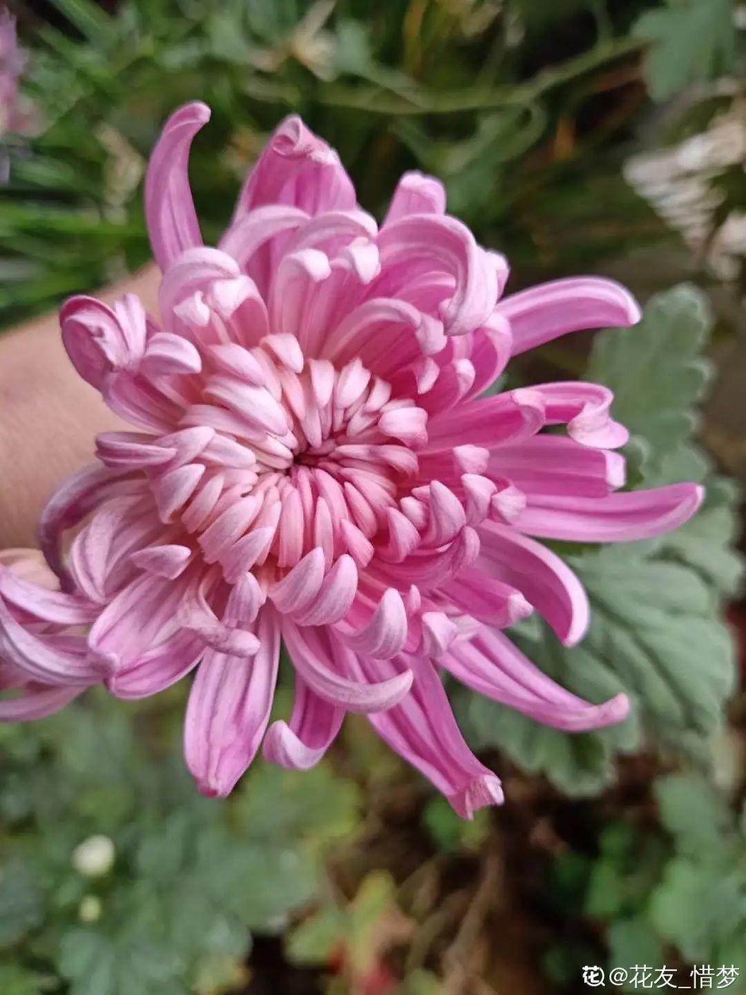 20种花秋天浇水避坑指南,现在就注意,来年长更好