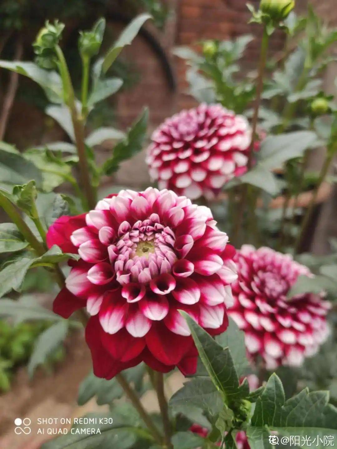 20种花秋天浇水避坑指南,现在就注意,来年长更好