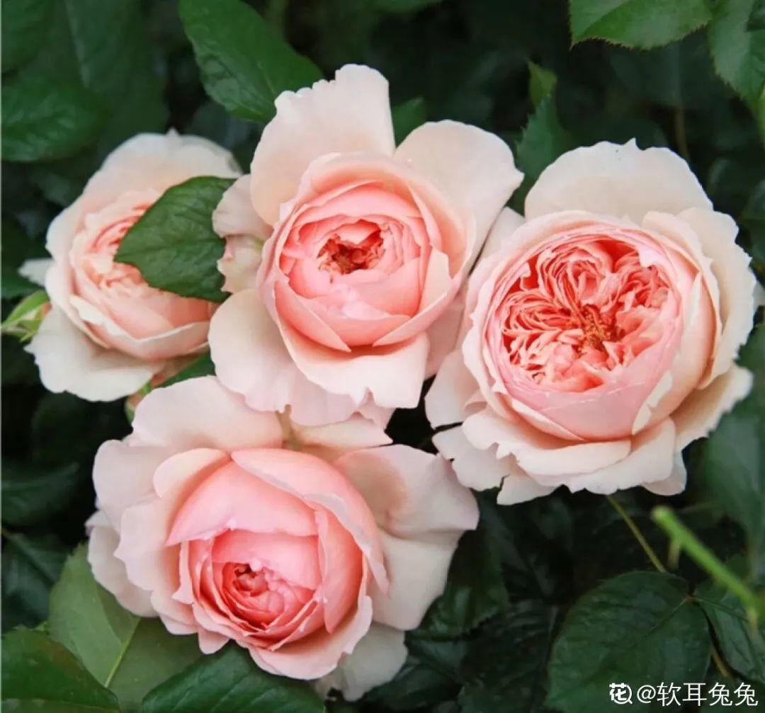 20种花秋天浇水避坑指南,现在就注意,来年长更好
