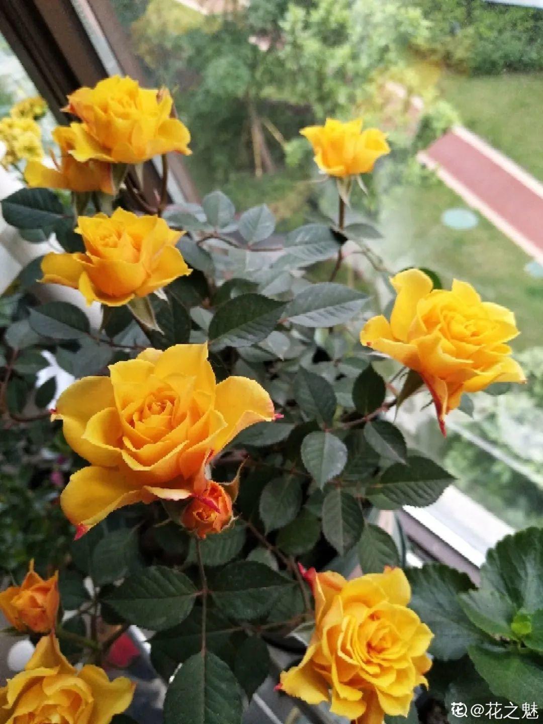 20种花秋天浇水避坑指南,现在就注意,来年长更好