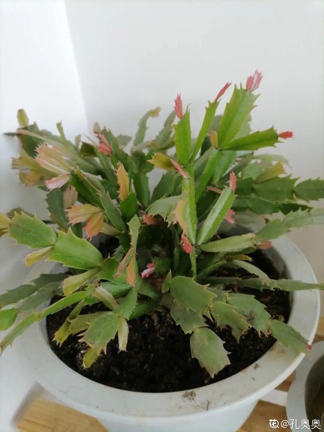 20种花秋天浇水避坑指南,现在就注意,来年长更好