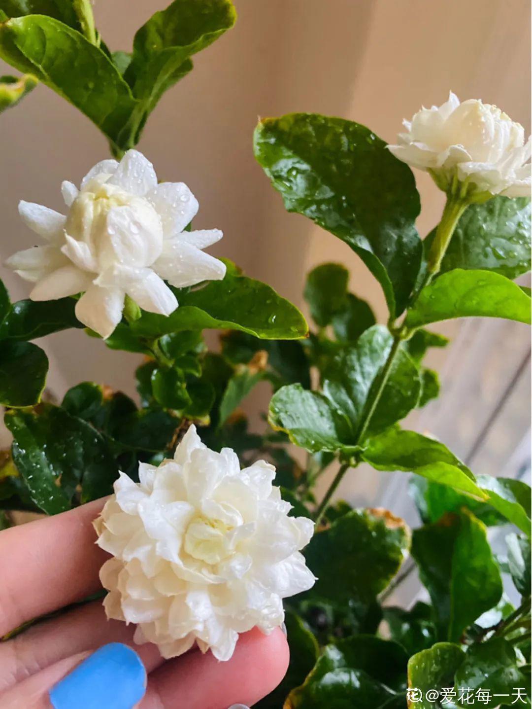 20种花秋天浇水避坑指南,现在就注意,来年长更好