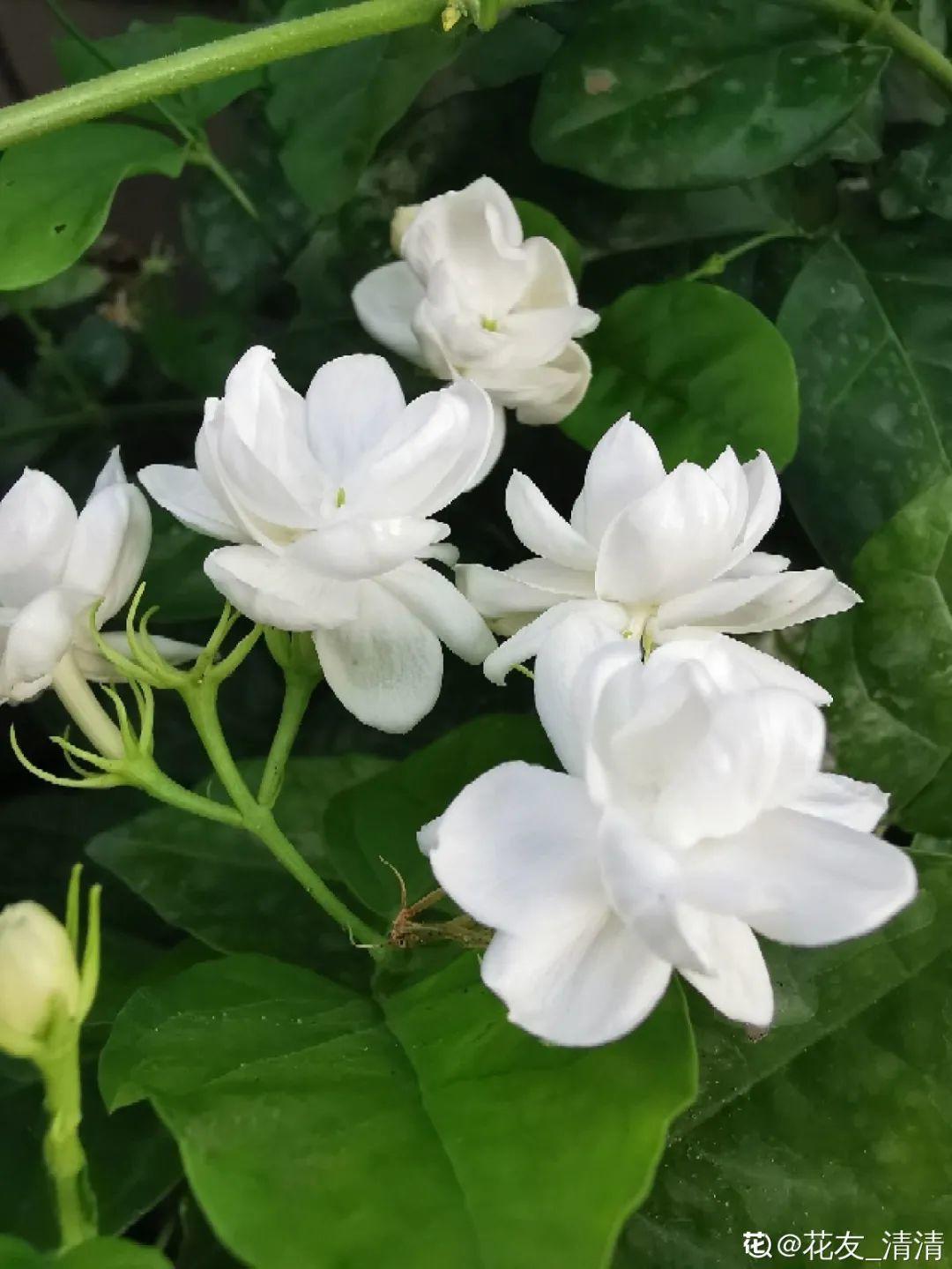 20种花秋天浇水避坑指南，现在就注意，来年长更好