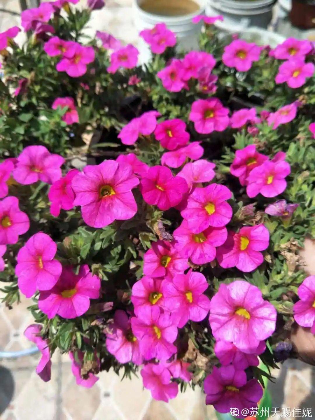 20种花秋天浇水避坑指南,现在就注意,来年长更好
