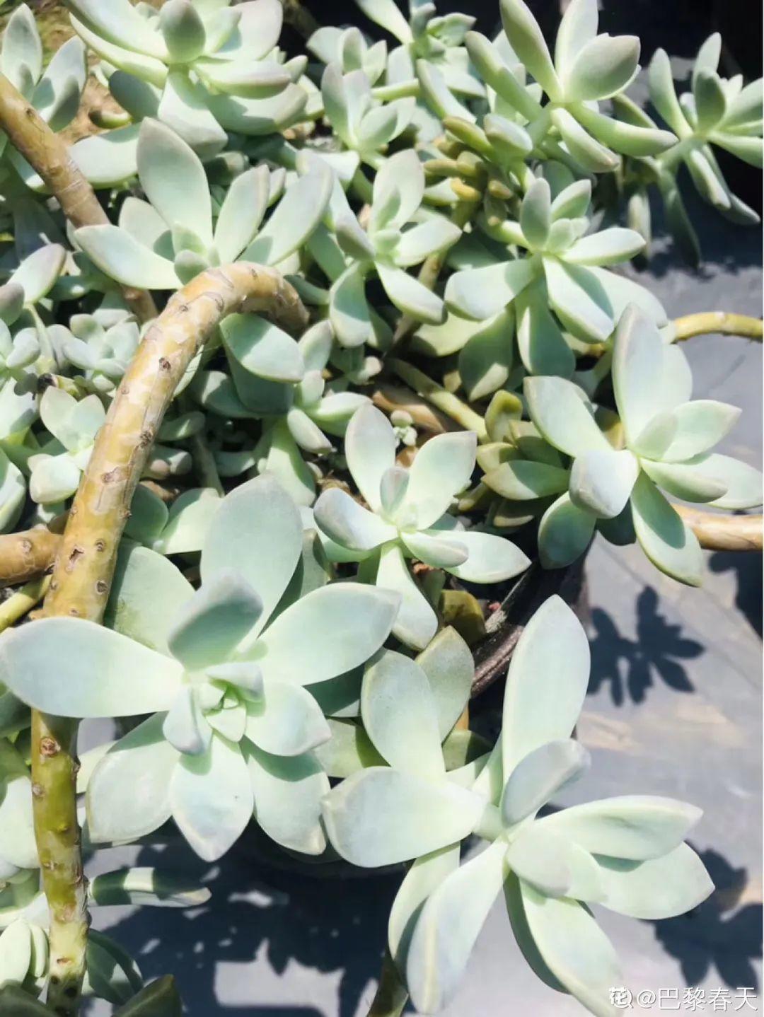 20种花秋天浇水避坑指南,现在就注意,来年长更好