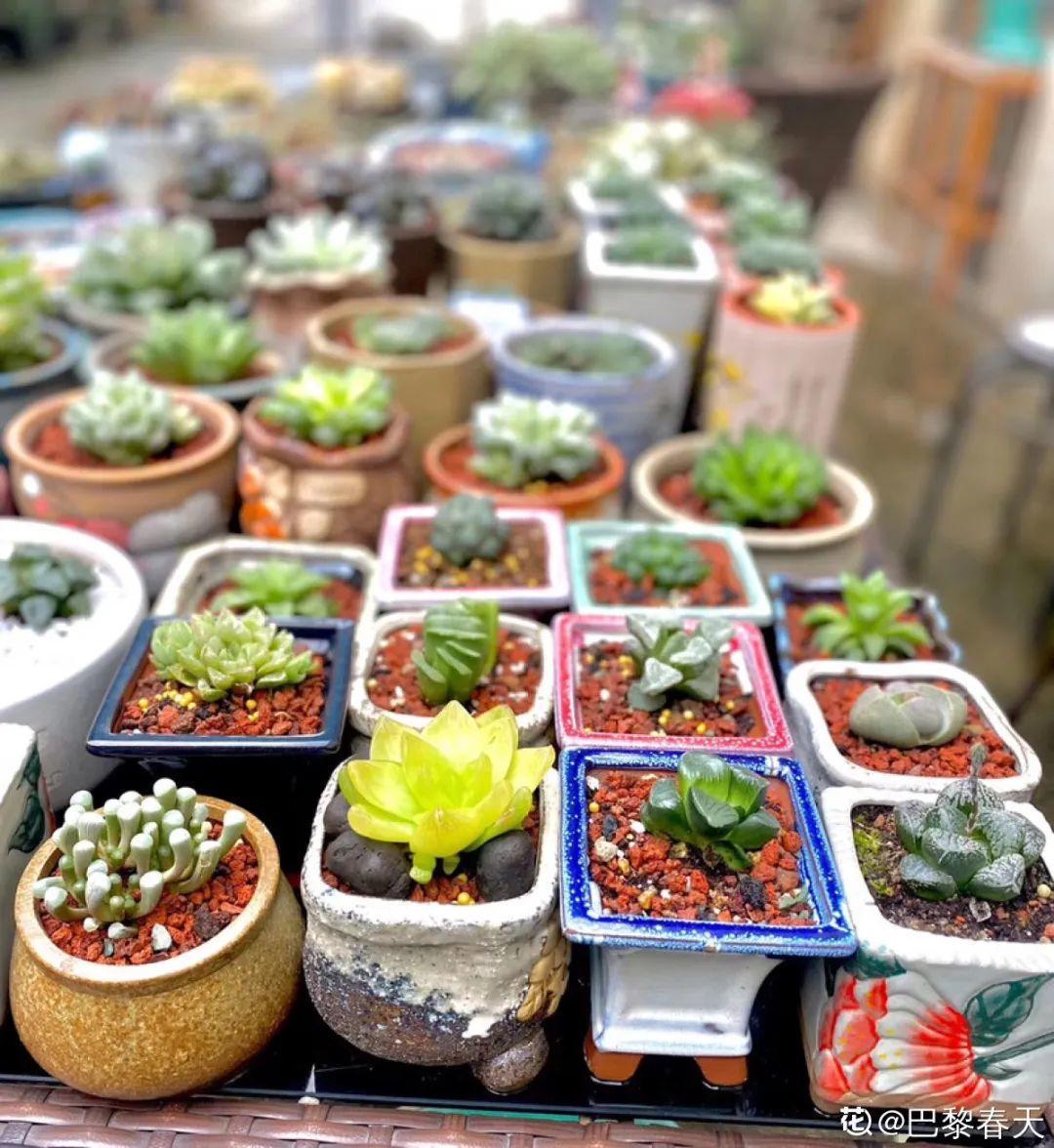 20种花秋天浇水避坑指南,现在就注意,来年长更好