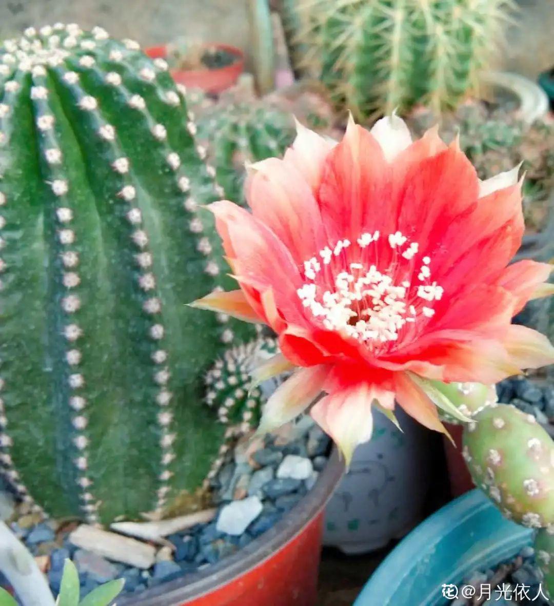 20种花秋天浇水避坑指南,现在就注意,来年长更好