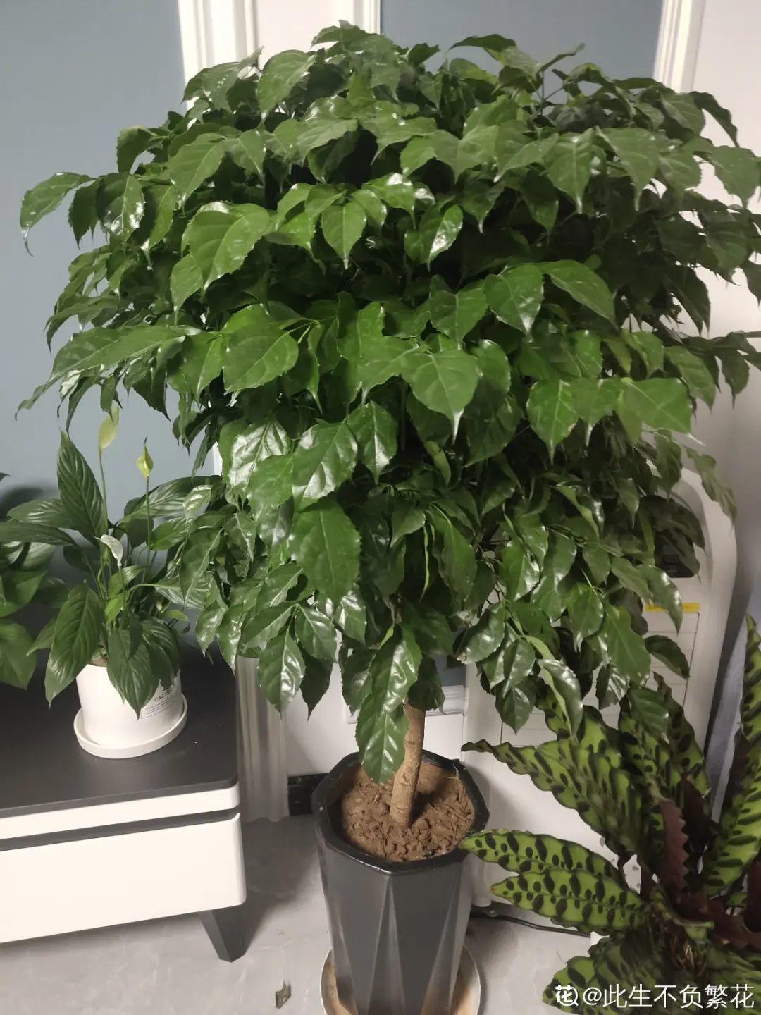 20种花秋天浇水避坑指南,现在就注意,来年长更好