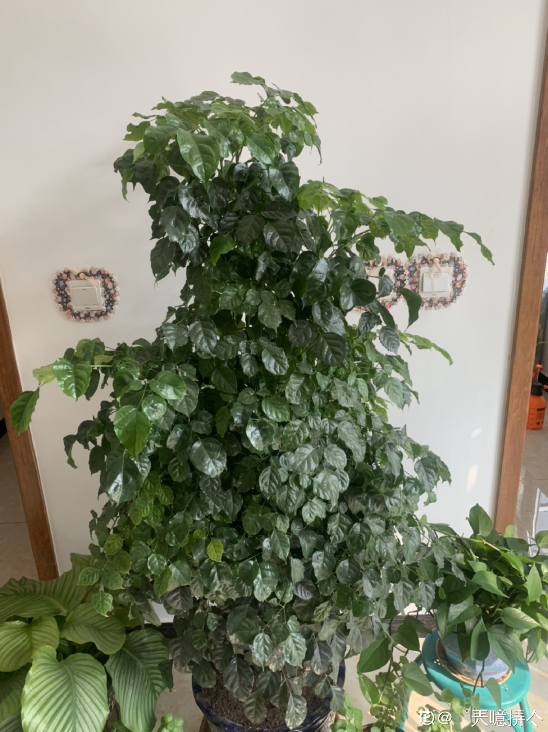 20种花秋天浇水避坑指南,现在就注意,来年长更好