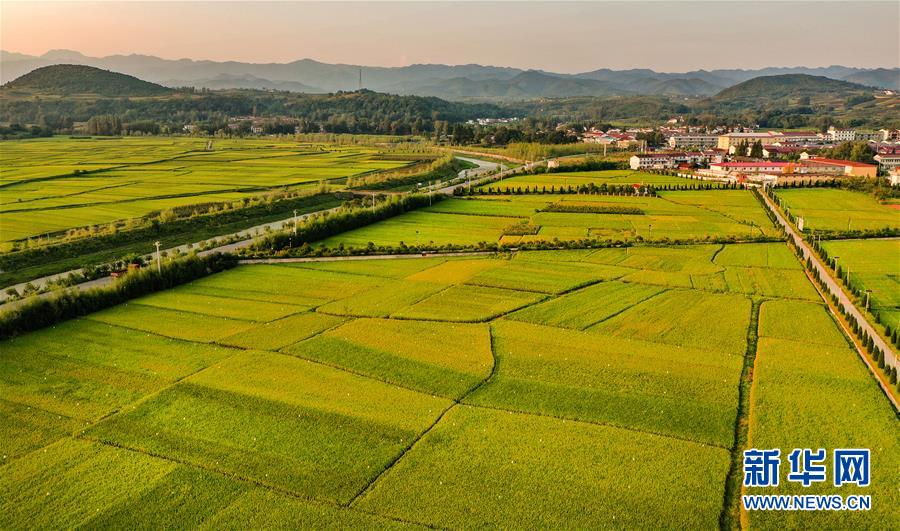 夕阳下的洋县纸坊街道?坝村的稻田（8月28日摄，无人机照片）。新华社记者 陶明 摄