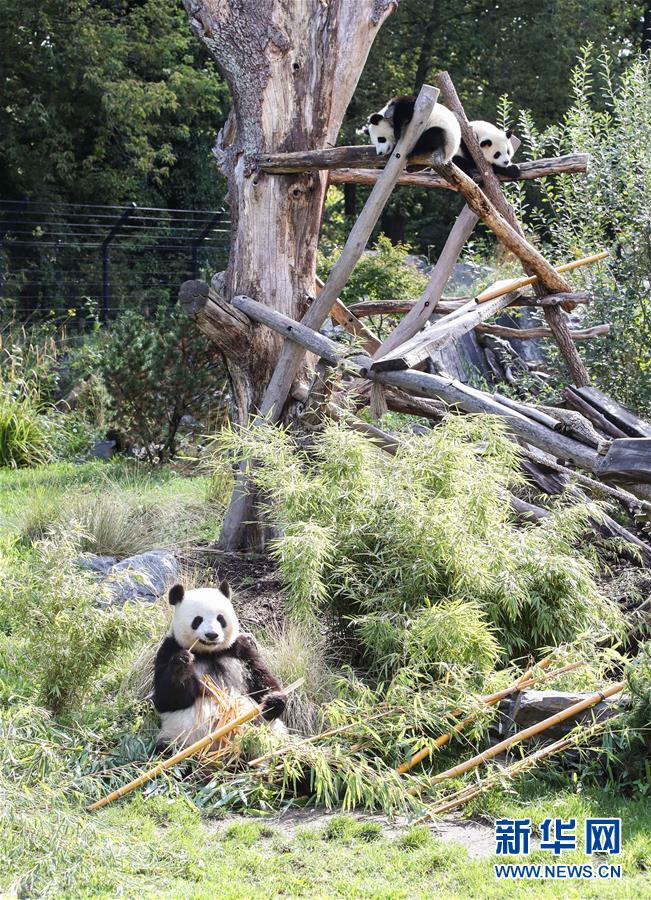 （国际）（5）德国柏林动物园为大熊猫双胞胎庆生