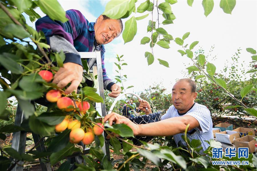 9月2日，在三星村的一处果园，孙显富（右）和村民一起采摘沙果。山林间，果树整齐排列，树枝上挂满果实——在内蒙古兴安盟科尔沁右翼前旗三星村，有一片孙老汉的“花果山”。今年63岁的孙显富，是科尔沁右翼前旗三星村的村民。这里位于大兴安岭南麓集中连片特困地区，曾面临着耕地面积少、荒山荒坡多的发展困境。20世纪90年代以来，当地政府鼓励村民在荒坡地上种果树，靠种玉米维持生计的孙显富从此成为一名果农。孙显富承包的果园从30余亩发展到100余亩，种植的果树品种从单一的沙果树发展到30余种。如今，孙显富已成为当地家喻户晓的果树专家。每年，他都免费为村民提供果树种植培训。在孙显富的带动下，三星村有越来越多的村民依靠种植果树增收致富，村里的果树种植面积达到5000多亩。“在我们村儿，要致富，种果树！现在村里的山坡上全是果树，不仅生态好了，村民们的收入也增加了。”孙显富说。 新华社记者 刘磊 摄