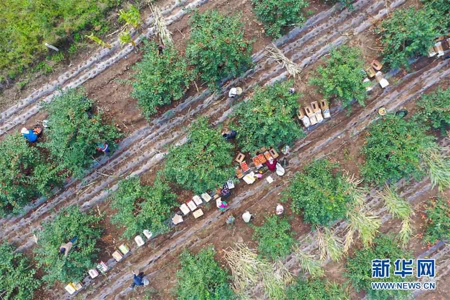 村民在三星村的一处果园里劳作（9月2日摄，无人机照片）。 新华社记者 徐钦 摄