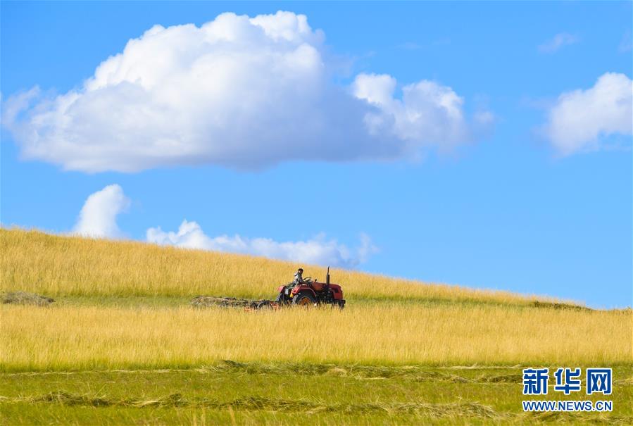 9月7日，内蒙古锡林郭勒盟牧民操作机械在草原上打草。 目前，内蒙古锡林郭勒盟牧区进入打草季，广大牧民抓紧储备草料，草原一片繁忙景象。 新华社记者 彭源 摄
