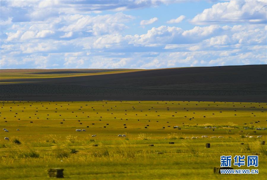 9月7日，在内蒙古锡林郭勒盟，已经打好的草捆摆放在草原上。 目前，内蒙古锡林郭勒盟牧区进入打草季，广大牧民抓紧储备草料，草原一片繁忙景象。 新华社记者 彭源 摄