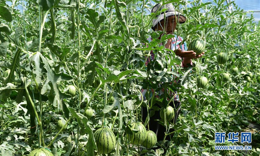 (脱贫攻坚)(1)西藏白朗:蔬菜种植合作社助力农民增收
