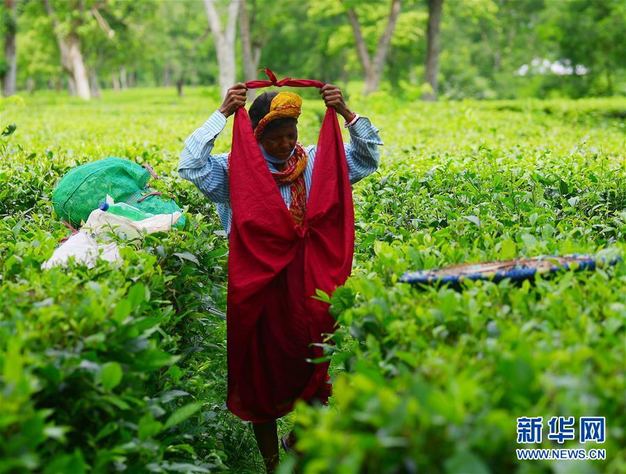 9月8日，在印度特里普拉邦首府阿加尔塔拉郊外，工人在茶园里采茶。 新华社发