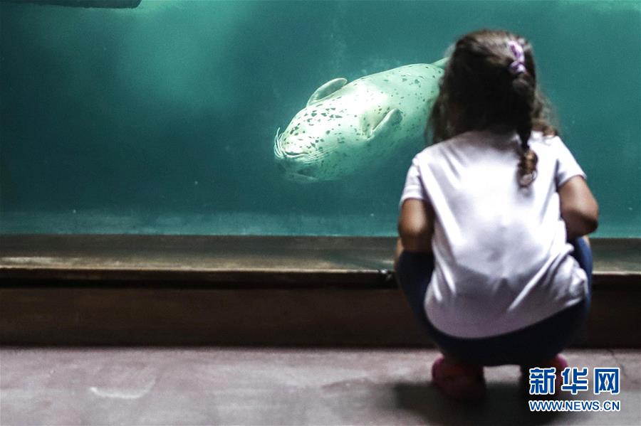 9月8日，一名小女孩在巴西圣保罗市水族馆里观看海洋动物。 在因新冠疫情关闭约半年后，巴西圣保罗市水族馆于9月5日重新开放。 新华社发（拉赫尔·帕特拉索摄）