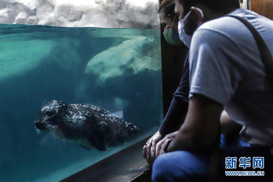9月8日，人们在巴西圣保罗市水族馆里观看海洋动物。 在因新冠疫情关闭约半年后，巴西圣保罗市水族馆于9月5日重新开放。 新华社发（拉赫尔·帕特拉索摄）