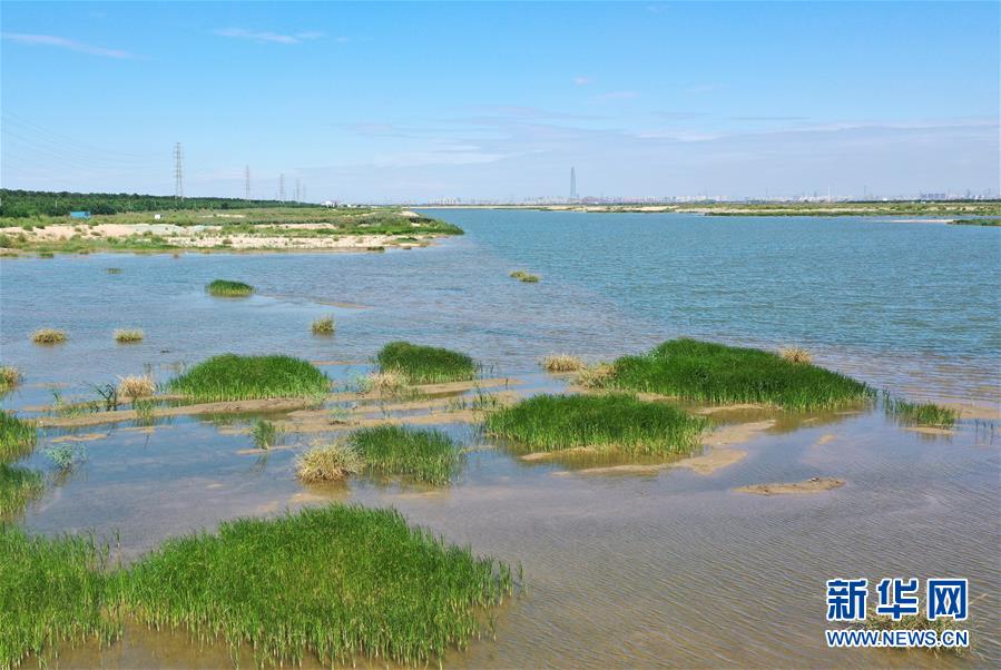 （环境）（4）鱼塘变湿地 生态修复美