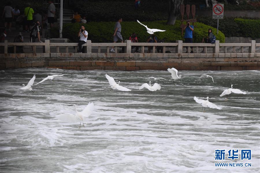 9月9日，在厦门筼筜湖西堤闸口附近，觅食的鹭鸟吸引拍鸟爱好者。新华社记者 姜克红 摄