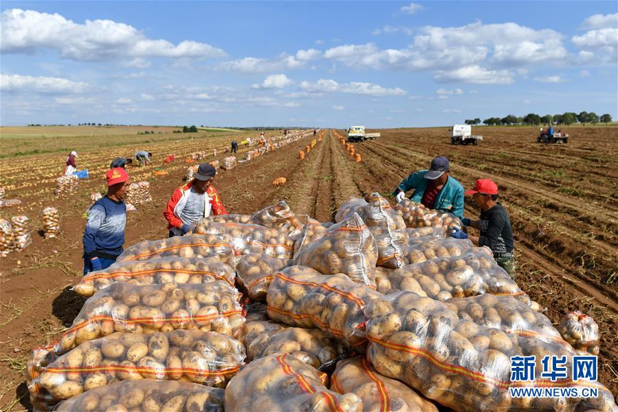 9月14日，农民在田间搬运土豆。 秋收时节，在内蒙古自治区呼和浩特市武川县上秃亥乡厂汉木台村的农田里，农民忙着收获土豆，一片热闹景象。 新华社记者 贝赫 摄