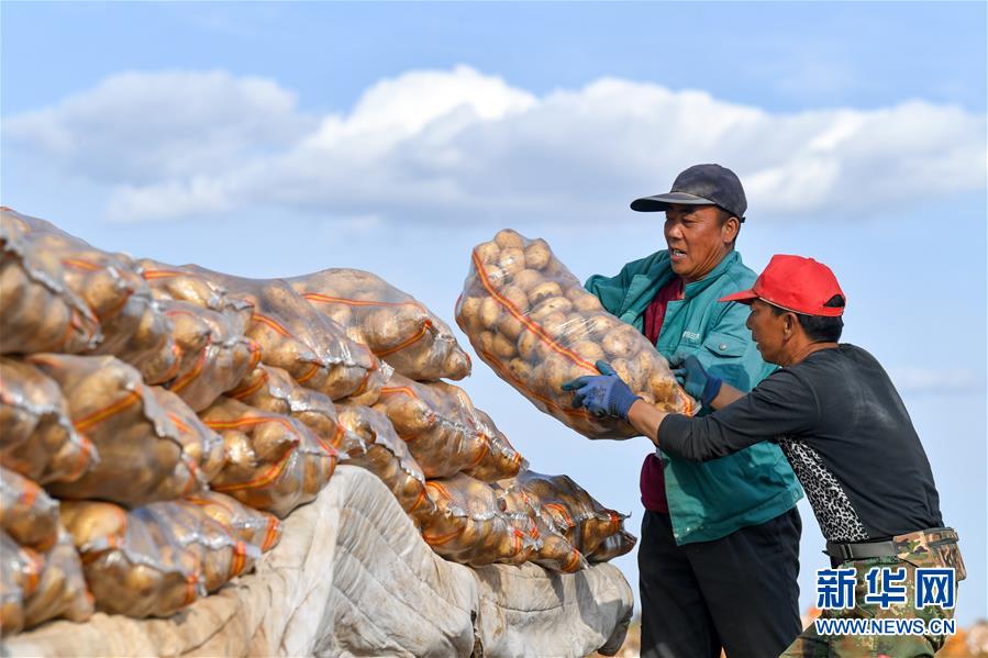 9月14日，农民在搬运收获的土豆。 秋收时节，在内蒙古自治区呼和浩特市武川县上秃亥乡厂汉木台村的农田里，农民忙着收获土豆，一片热闹景象。 新华社记者 贝赫 摄