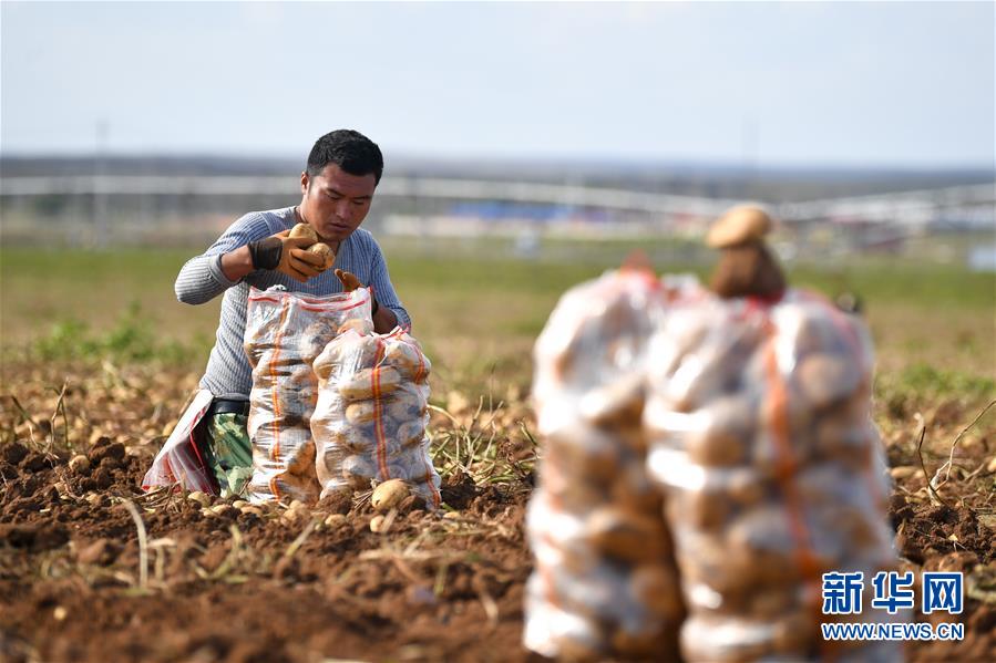 9月14日，农民在田间收获土豆。 秋收时节，在内蒙古自治区呼和浩特市武川县上秃亥乡厂汉木台村的农田里，农民忙着收获土豆，一片热闹景象。 新华社记者 贝赫 摄
