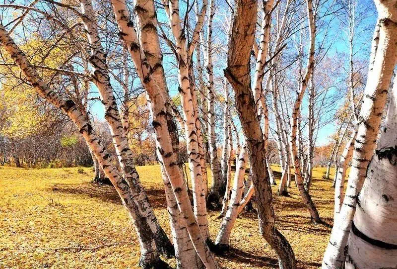 盘点锡林郭勒草原那些不要门票就能欣赏到的绚丽秋景