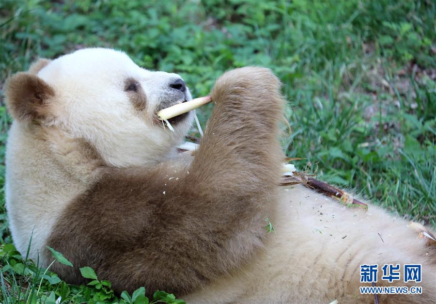 （环境）（3）棕色大熊猫“七仔”的幸福生活