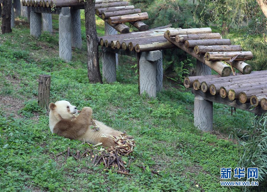 （环境）（4）棕色大熊猫“七仔”的幸福生活