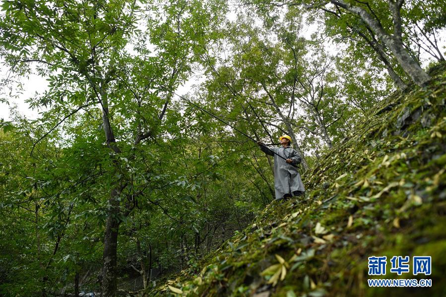 　9月18日，杭州市临安区岛石镇山川村果农携带工具准备上山采收山核桃。 近日，浙江省杭州市临安区传统经济作物山核桃迎来收获季节。据农业部门预计，2020年临安山核桃产量为1.4万吨左右，产量与2019年基本持平。 新华社记者 黄宗治 摄