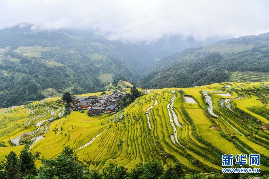 这是从江县加榜梯田待收割的稻谷（9月19日摄）。 近日，位于月亮山区的贵州省从江县加榜梯田种植的水稻迎来收获季节，当地农民抓住秋雨停歇时机收割、搬运、晾晒稻谷。 新华社记者 杨文斌 摄