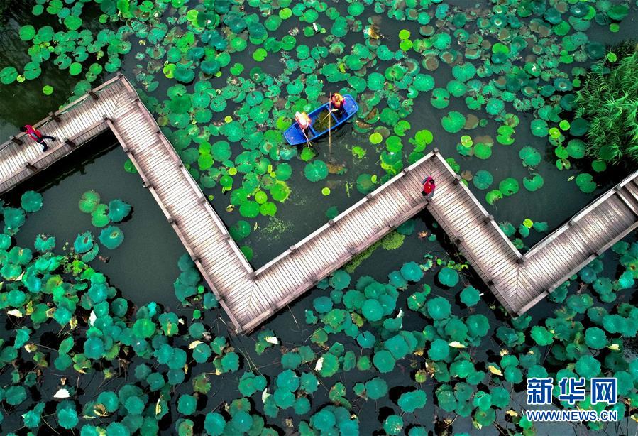 (社会)(1)浙江长兴:清洁水面 扮靓乡村