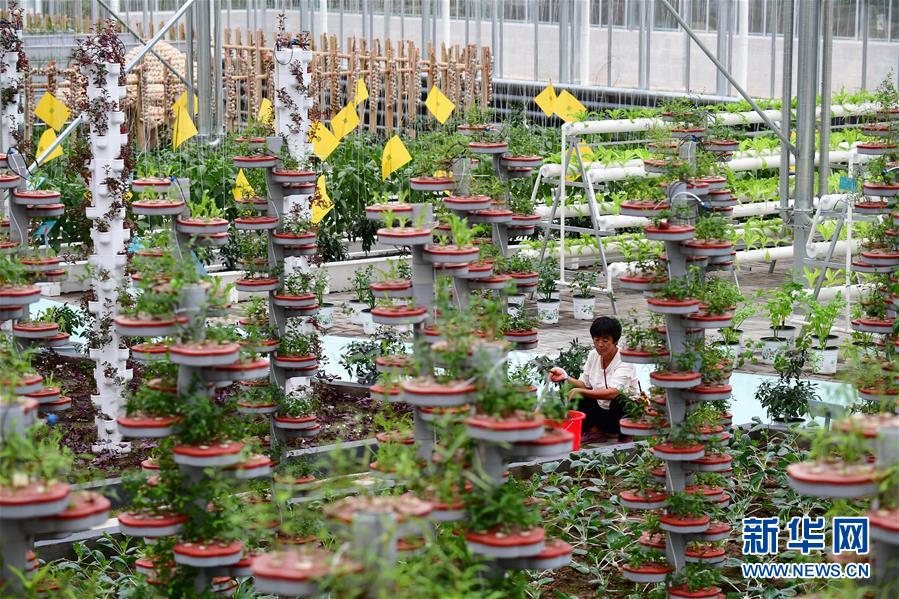 (社会)(1)河南开封:现代农业产业园里庆丰收