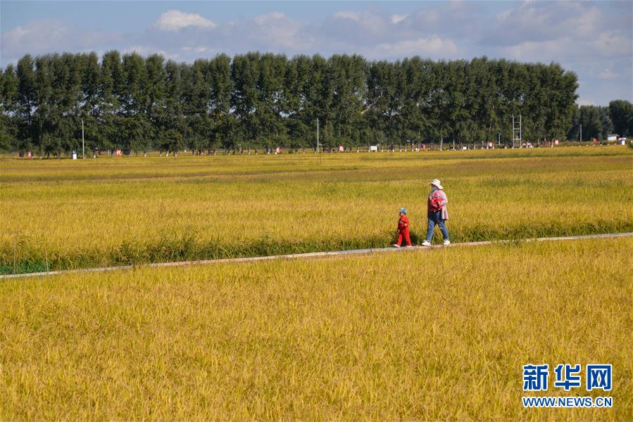 （中国农民丰收节）（1）内蒙古兴安盟举行“兴安盟大米”丰收节活动