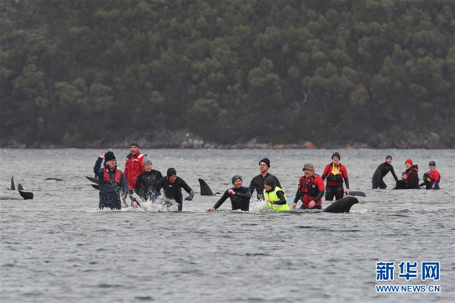 (国际)(1)澳大利亚塔斯马尼亚州西海岸发生大规模鲸鱼搁浅